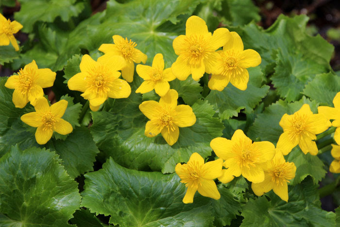 山野の花シリーズ リュウキンカ あきた森づくり活動サポートセンター