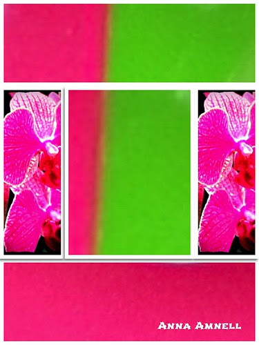 a red orchid by Anna Amnell