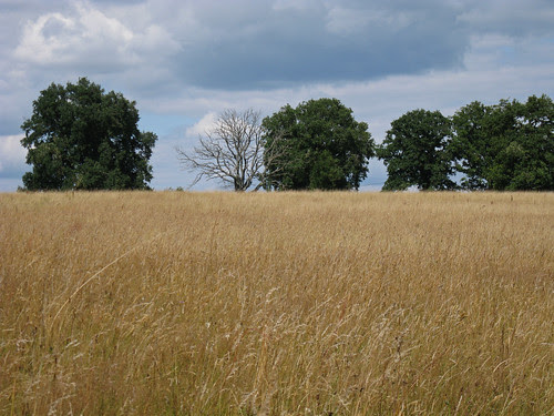 paysage bourguignon juillet 2008