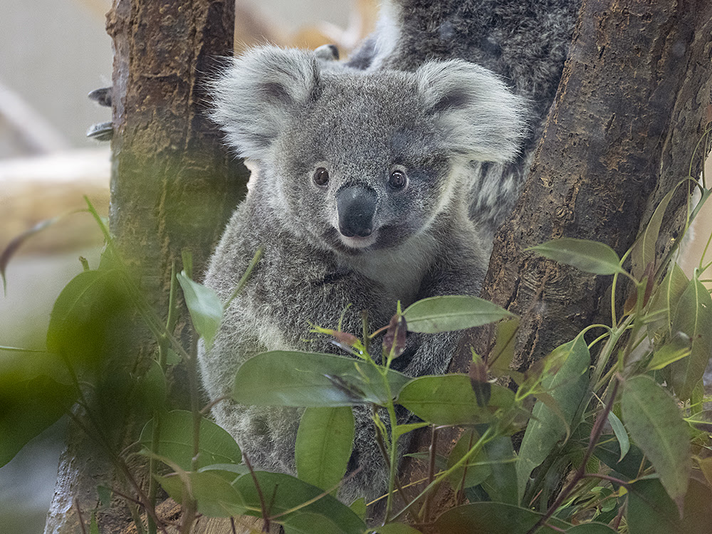 金沢動物園のコアラの赤ちゃん ほしのつぶやき