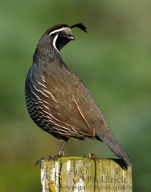 Photograph of a male California quail on a fencepost in Point Reyes