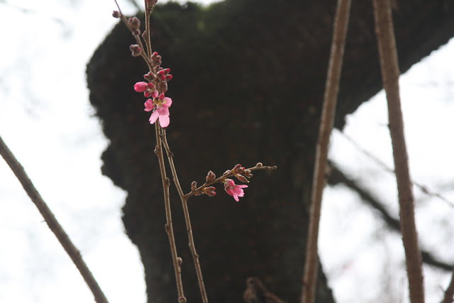 cherry trees, nw 19th & lovejoy (2013 edition)