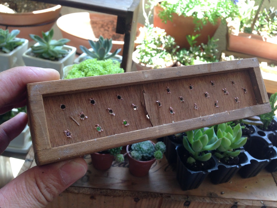 多肉植物を100均のレターラックに植えてみた ガーデニング Hello Ricehouse Ver 3