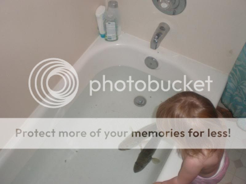 Photobucket - Video and Image Hosting