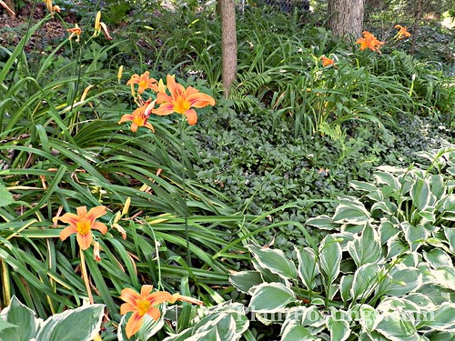 daylilies