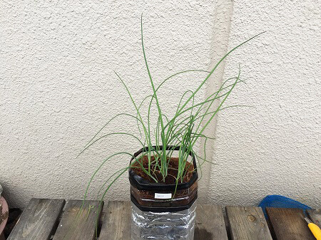 細ネギ 栽培方法2 家庭菜園 簡単