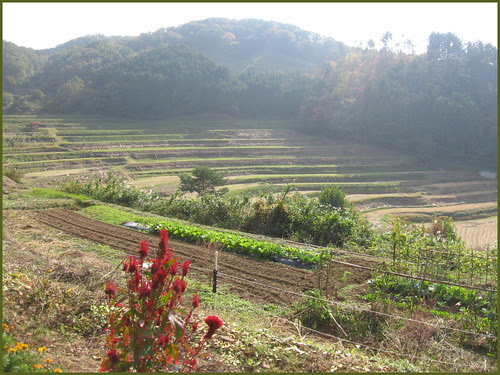 10 Ohaga red and Tanada