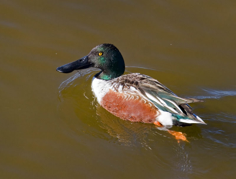 Northern Shoveler