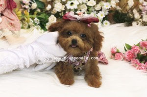 pocket teacup poodle 03