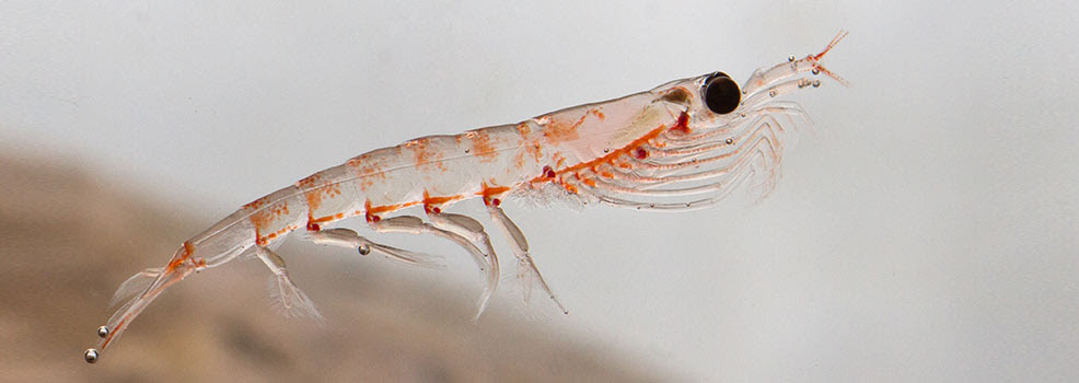 Pure Krill