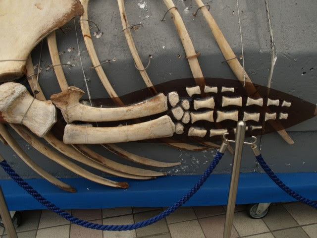 2階 クロミンククジラ骨格標本