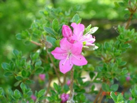 今日の花 １０ アザレア 西蔵王花便り