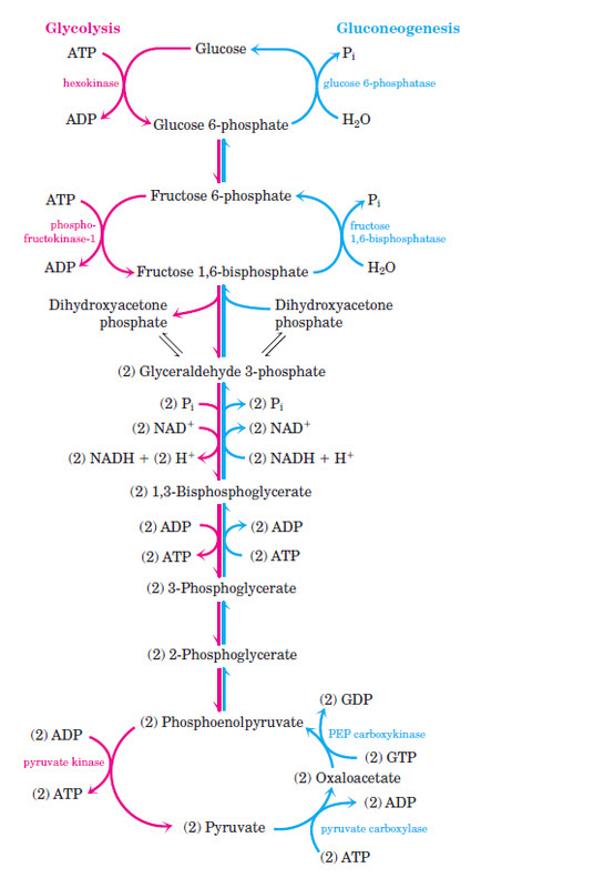 gluconeogenesis y gluconeogenesis gluconeogenesis nilesh Gluconeogenesis Glycolysis And
