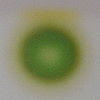 Chromatography of chlorophyll - Step 1.jpg