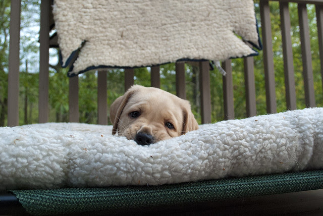 pouncey eating the dog bed