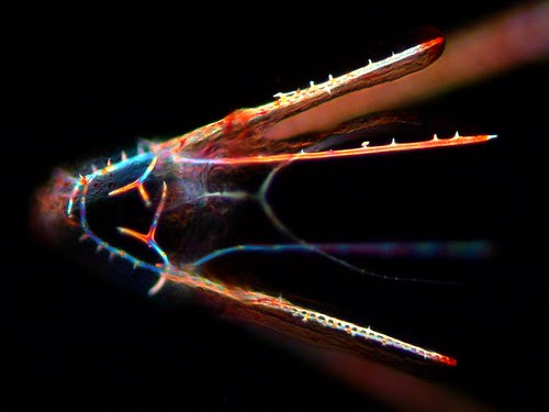 Skeleton of a pluteus larva