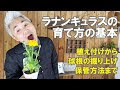 ++ 50 ++ ラナンキュラス ラックス 球根 321791-ラナンキュラス ラックス 球根 戻し 方