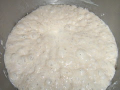 dough after 20 hrs..