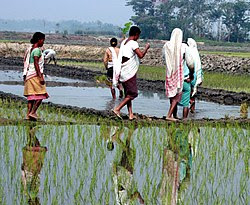 Nagaon - Wikipedia, the free encyclopedia