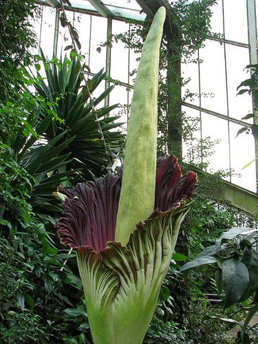 titan arum amorphophallus titanum. Titan Arum