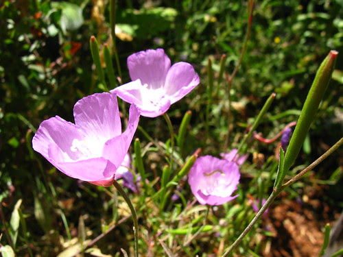 GBBD; 2009-07-14