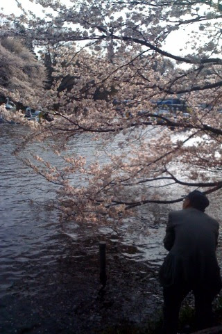 50 狂気の桜 名言