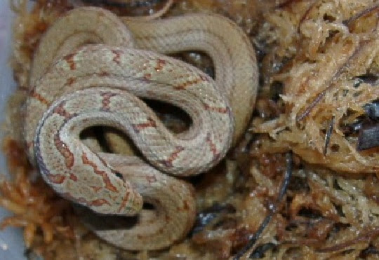 シマヘビ 萌萌虫雑記帳