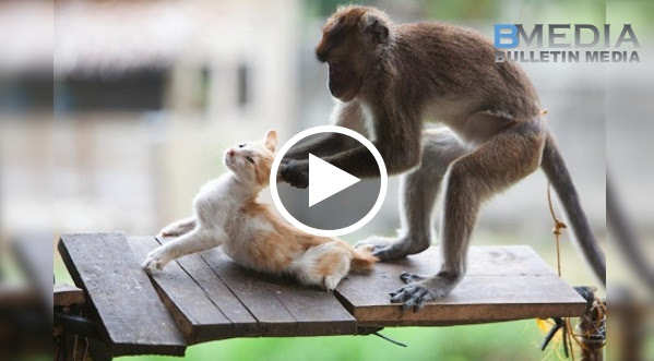 Jangan ketawa! Saya Tengok Berulang Sampai 3 Kali, Yang Terakhir Tidak Dapat Tahan Dah.. Hahaha!!