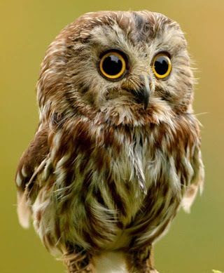 Elf owls | Owl Love You 4eva | Pinterest