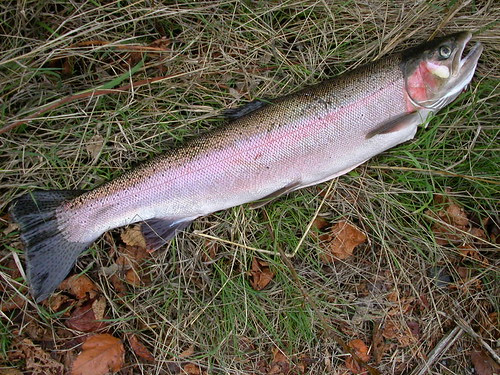 first steelhead 2