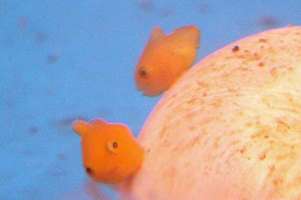 フウセンウオ専門 釣絶 魚ゲノム
