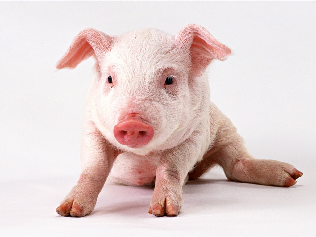 かわいい動物の壁紙 2 16 1024x768 壁紙ダウンロード かわいい動物の壁紙 2 動物 壁紙 V3の壁紙
