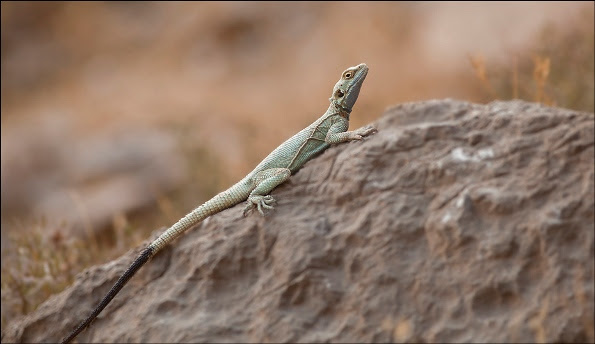 the lizard focus