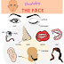 Face Used to Describe Parts of Objects