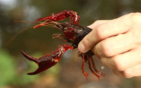 The drive and its partners may earn a commission if you purchase a product through one of our li. Crawfish Prices Expected To Be Higher This Season