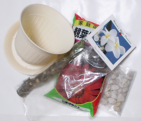 プルメリア 販売 苗 苗木 ハワイ 栽培 育て方