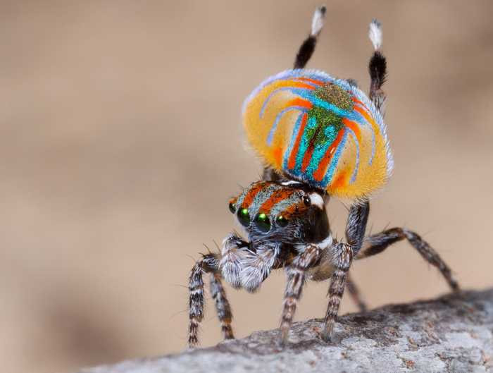 Insanely Colorful Animals