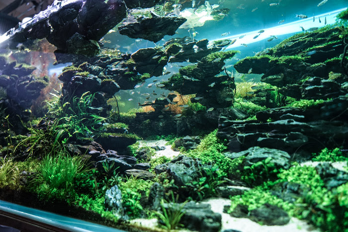 世界ランク14位の水草水槽のつくり方 ステップ7 京都精華大学水槽学部