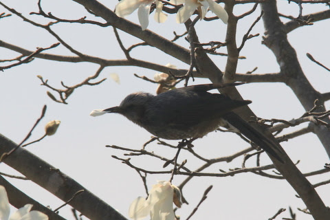 花を食べるヒヨドリ ふれあいブログ