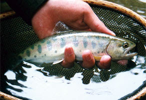 Daiwa 13 イワナ ヤマメをもっとシンプルなミャク釣りで釣る Web Site