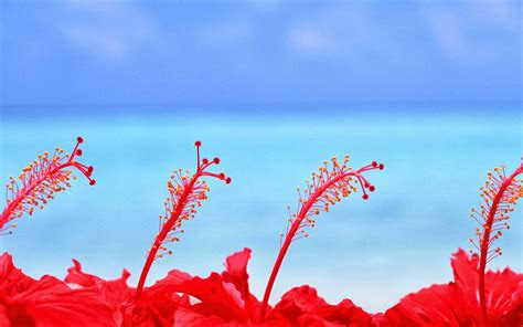 wallpaper bunga cantik deloiz wallpaper