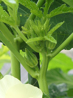 オクラが肥料不足 肥料過多 のぶさんの野菜の時間ですよ