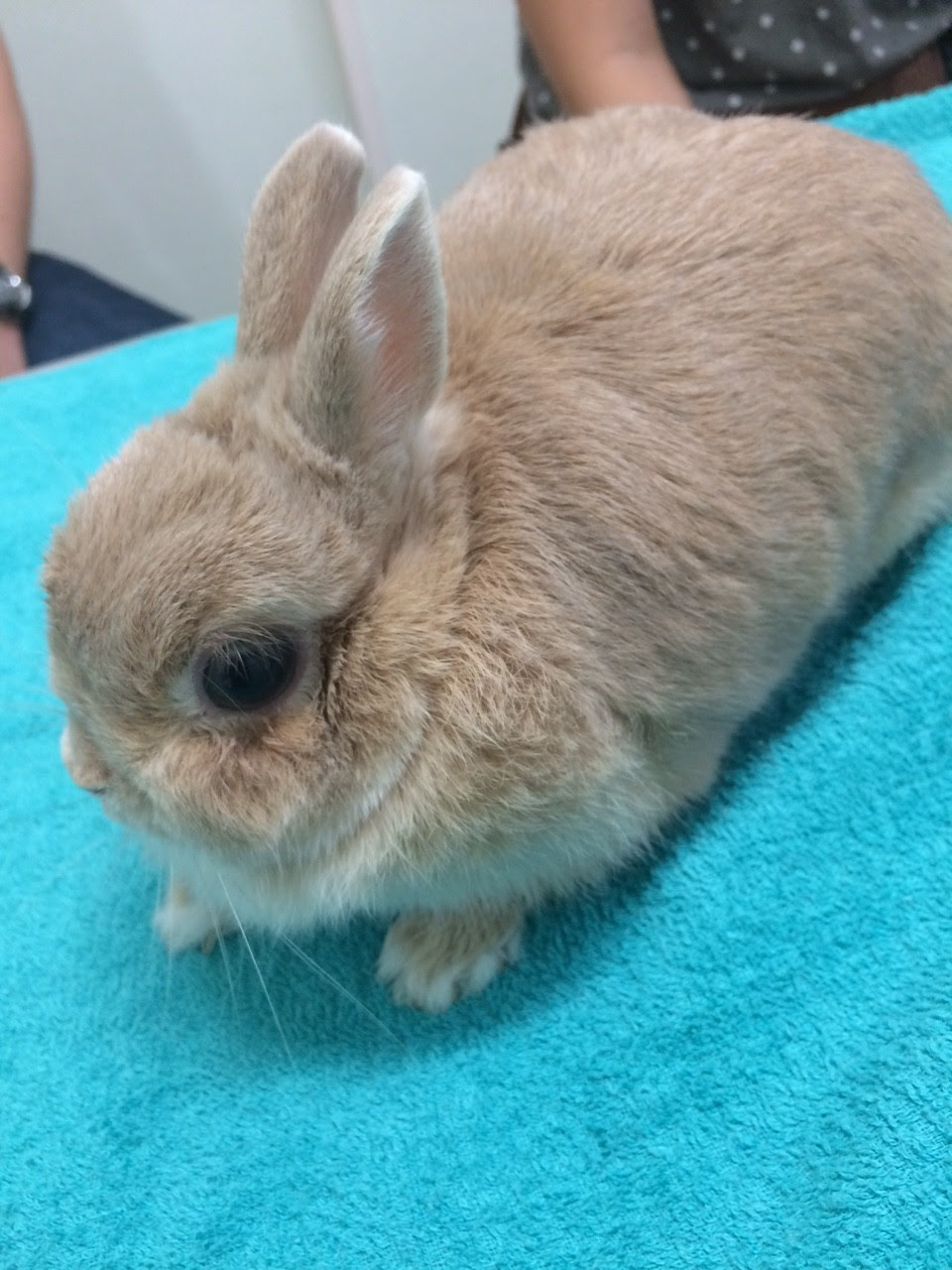 うさぎさんの血尿に要注意 メルどうぶつ病院 栃木県小山市の動物病院 犬猫 うさぎ