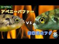 【印刷可能】 飼い やすい 淡水魚 151080-飼いやすい 淡水魚