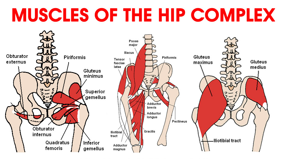Ask the Physio … Hip Flexors - DanceLife | Australia's ...