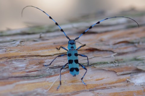 カミキリムシの駆除 庭木に寄生して枯らしてしまう厄介な虫