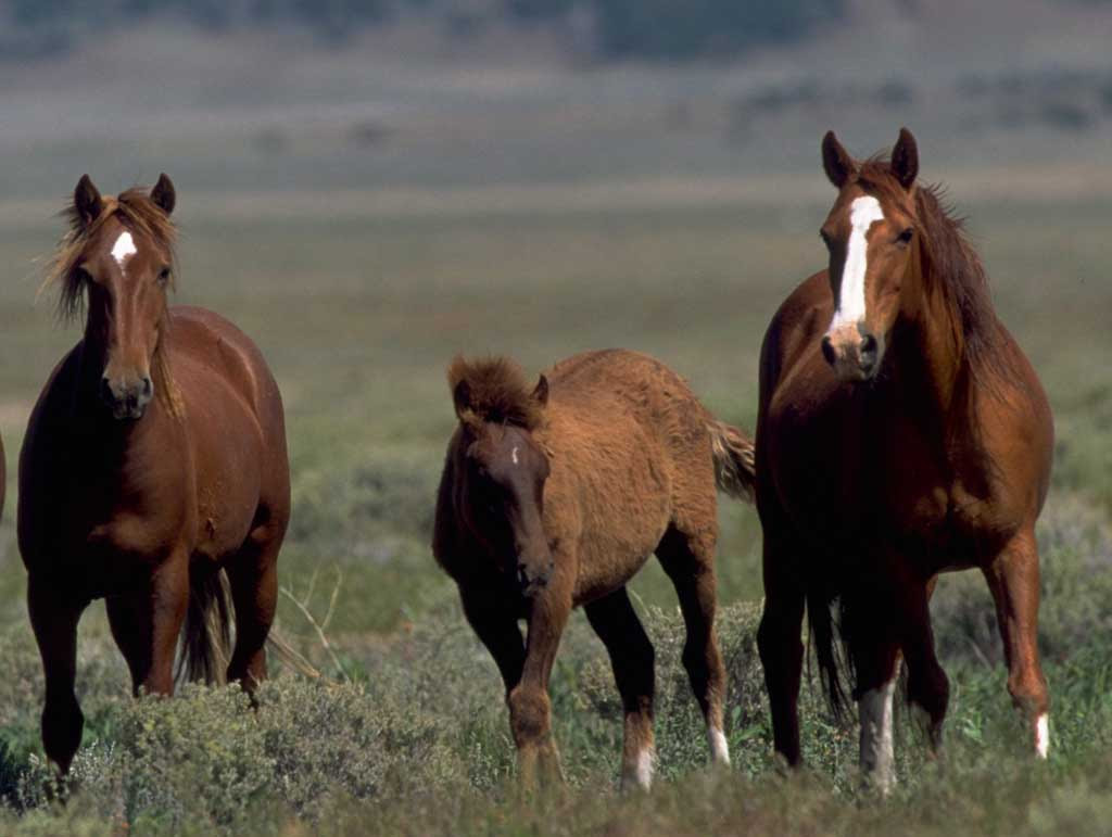 Wild horse photography