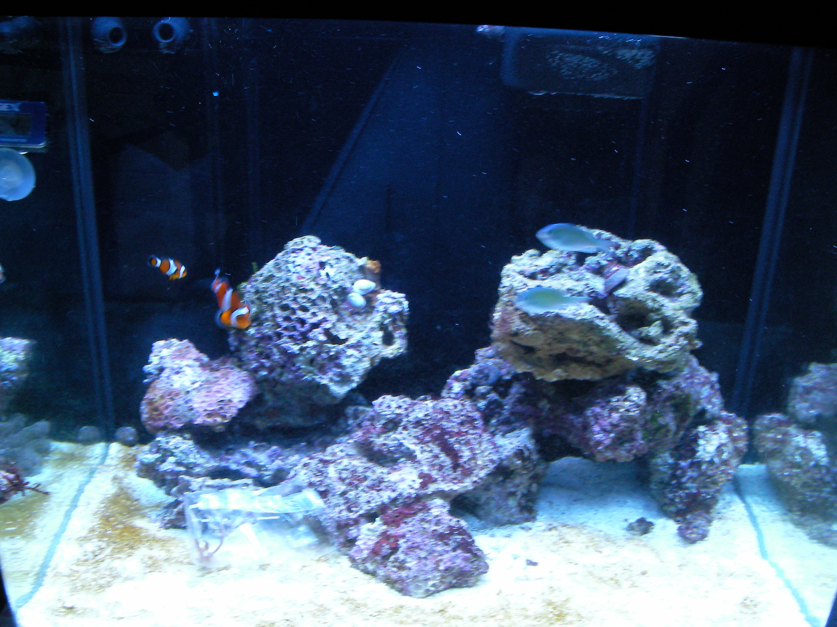 海水魚飼育を始めてから7年目になりました Zeo水槽日記