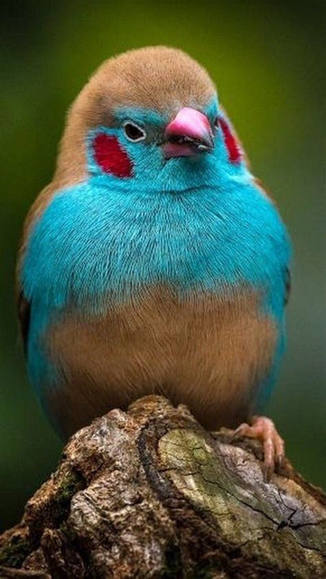 Place the capsule in your mouth, tak. PicPublic on Twitter | Beautiful birds, Nature birds