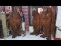 Awesome Costume ORANG UTAN Made in Indonesia